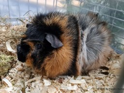 Lingener Kleintiertage November 2024